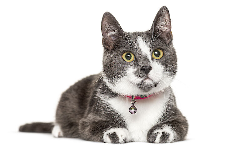 Huiskat - Huisdieren in de slaapkamer is een minder goed idee